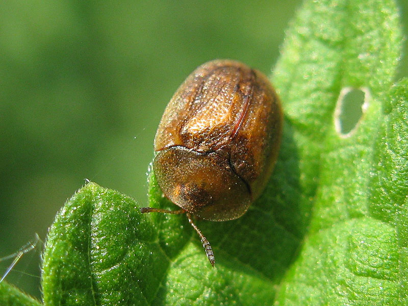 Chrysomelidae: Hypocassida subferruginea